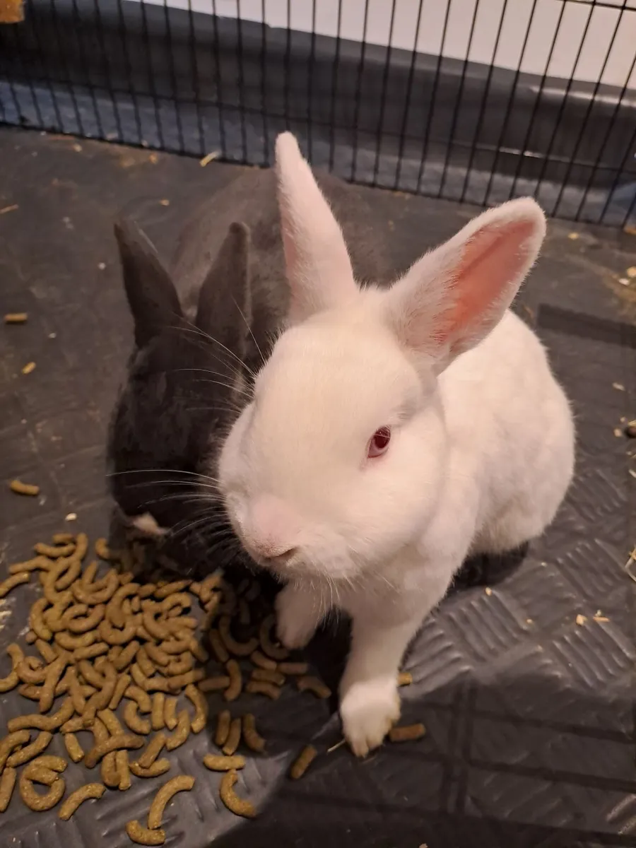 2 x male neutured rabbits - Image 2