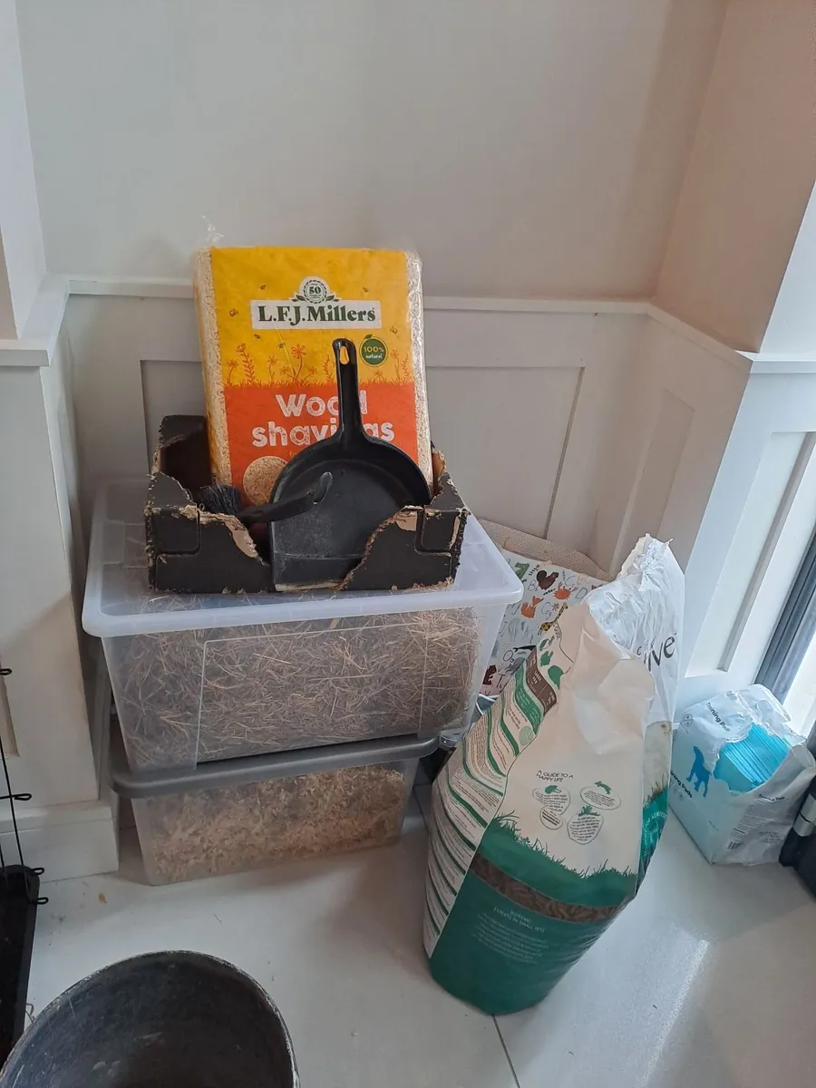 2 x male neutured rabbits - Image 3