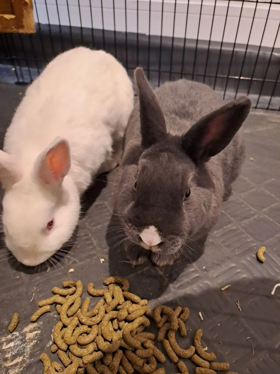 2 x male neutured rabbits - Image 1