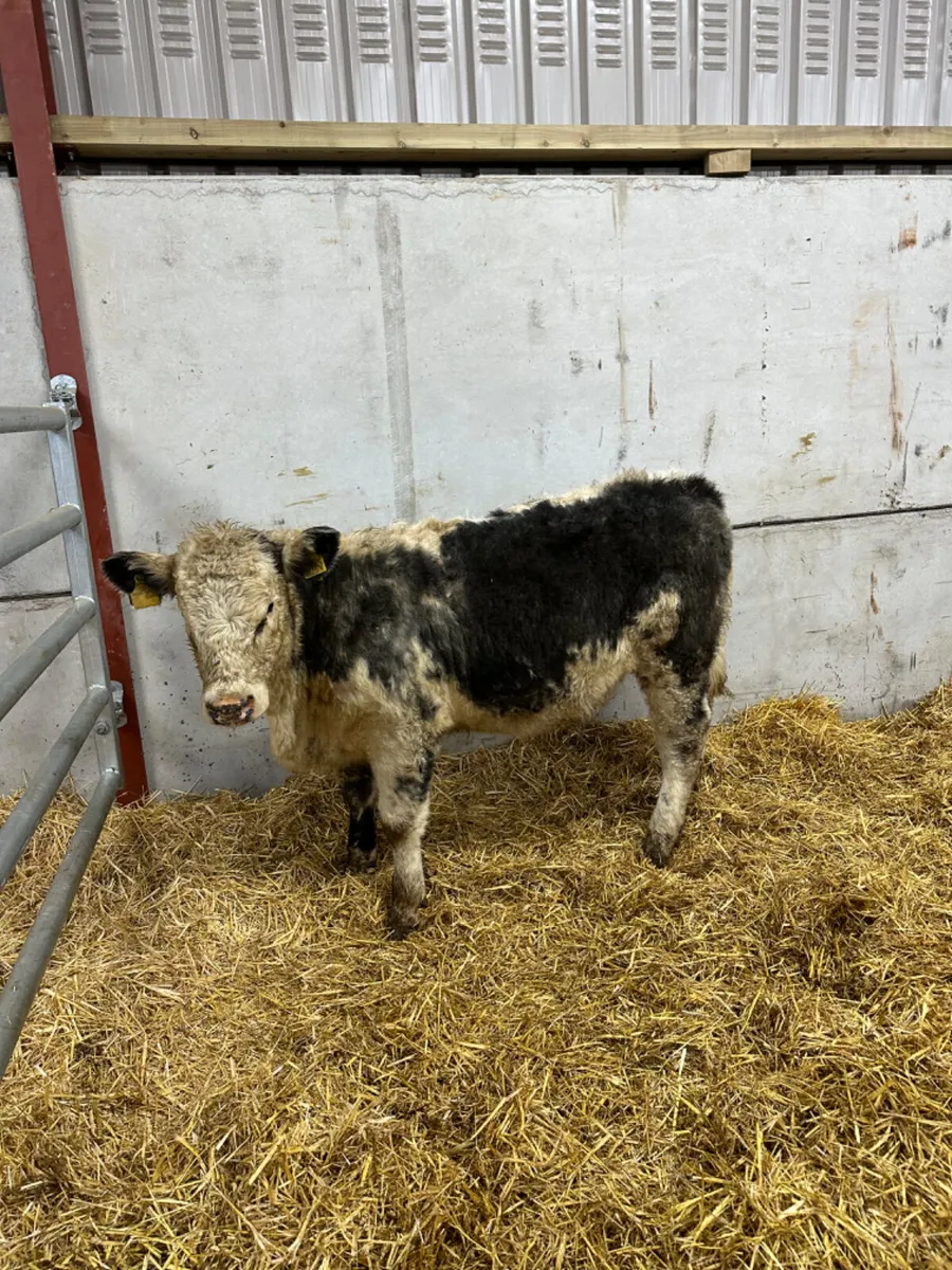 Blue grey Hereford heifer - Image 2
