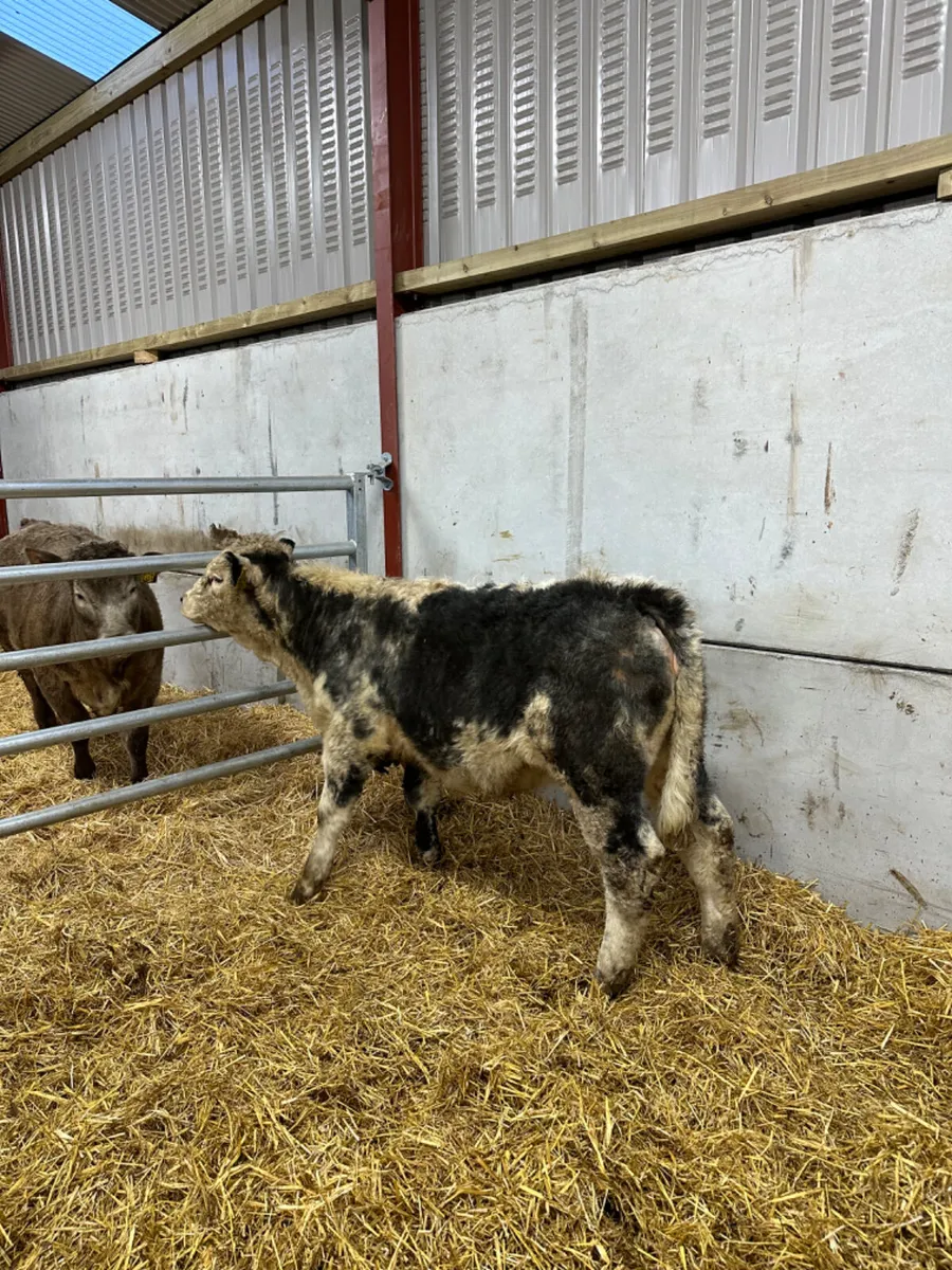 Blue grey Hereford heifer - Image 4