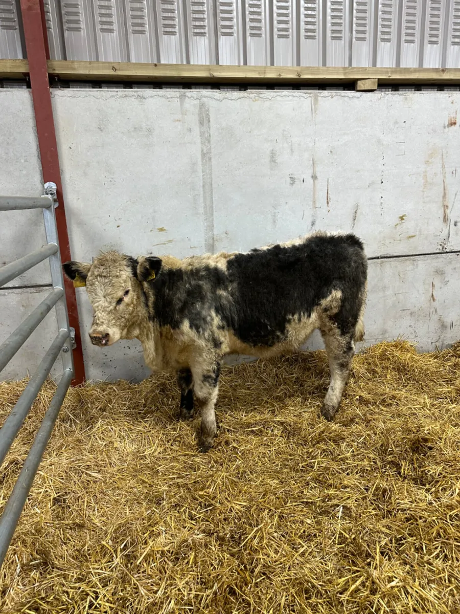 Blue grey Hereford heifer - Image 1