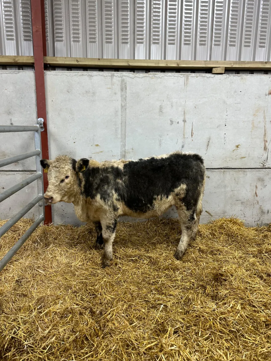 Blue grey Hereford heifer - Image 3