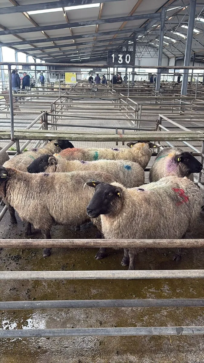 Lot numbers in photos Inlamb ewes - Image 1