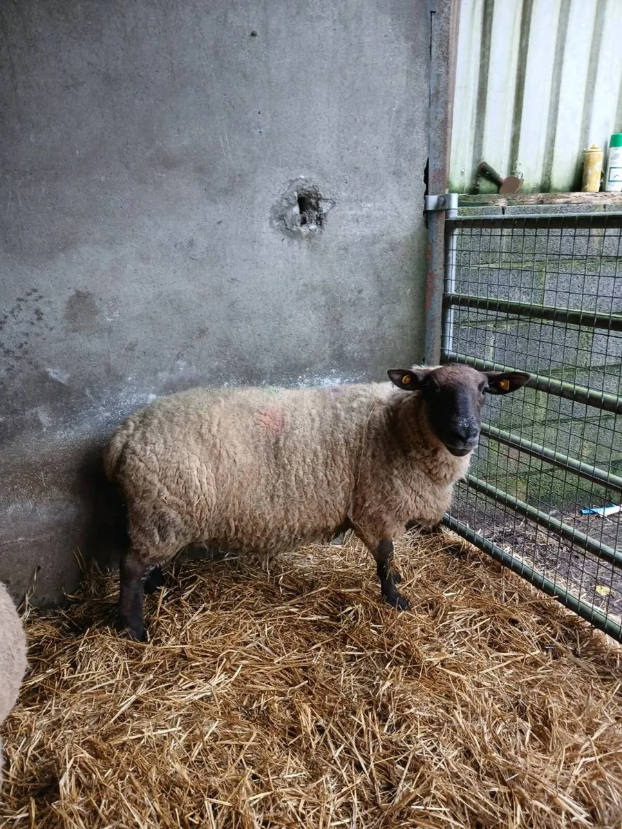 Foster ewe - Image 4