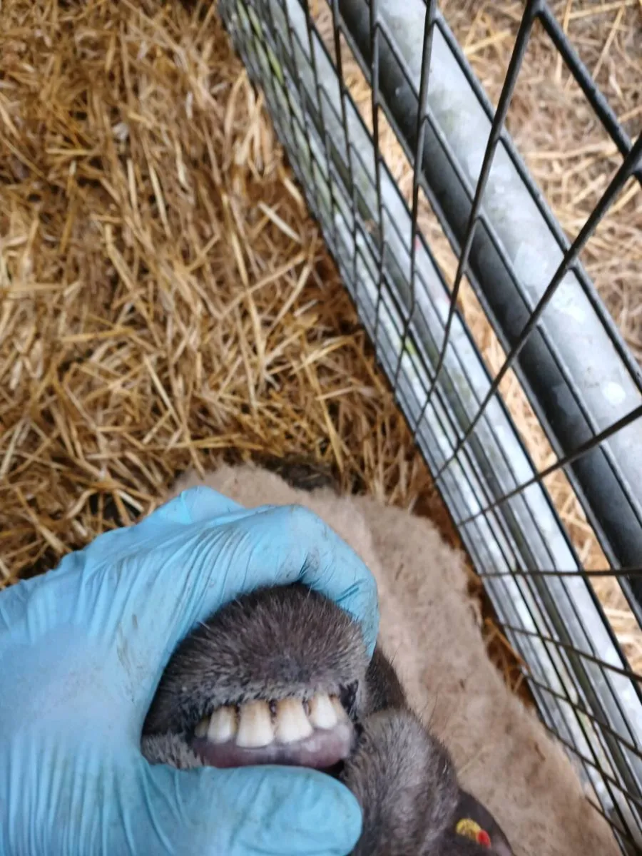 Foster ewe - Image 2