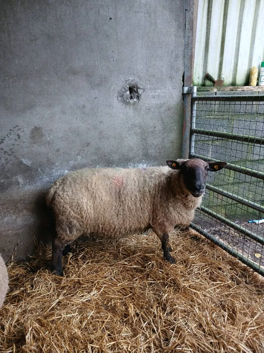 Foster ewe - Image 3