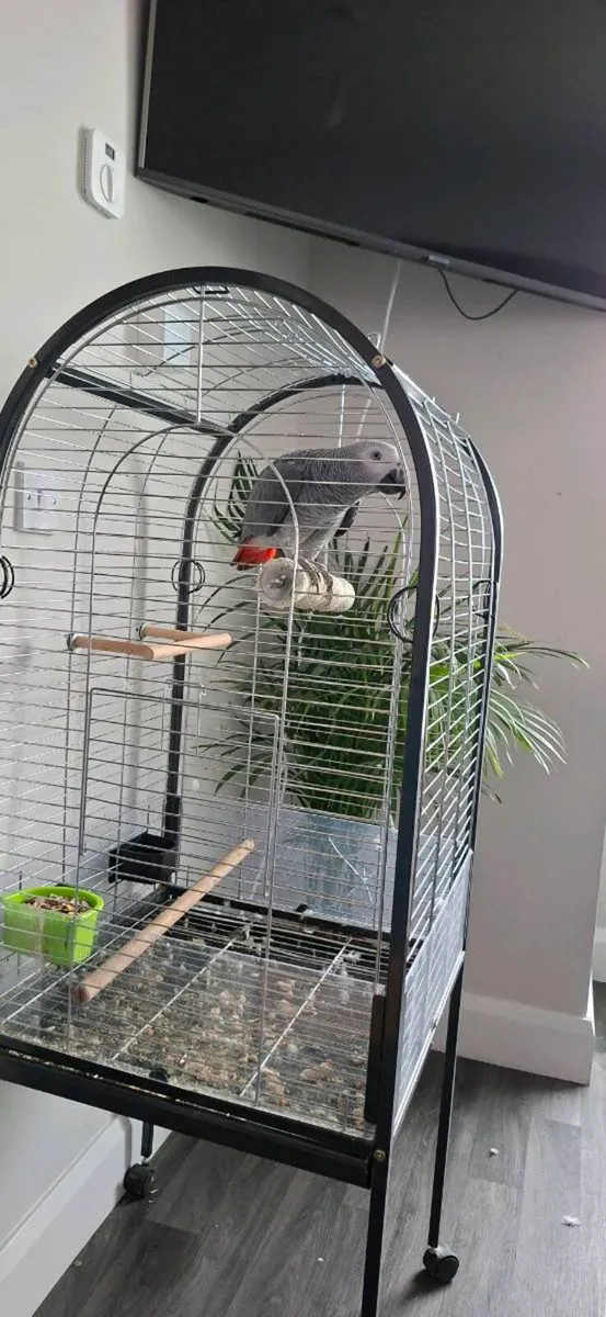 African gray parrot and cage - Image 4