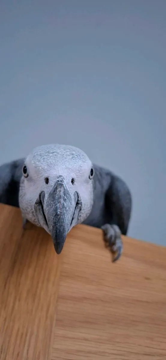 African gray parrot and cage - Image 1