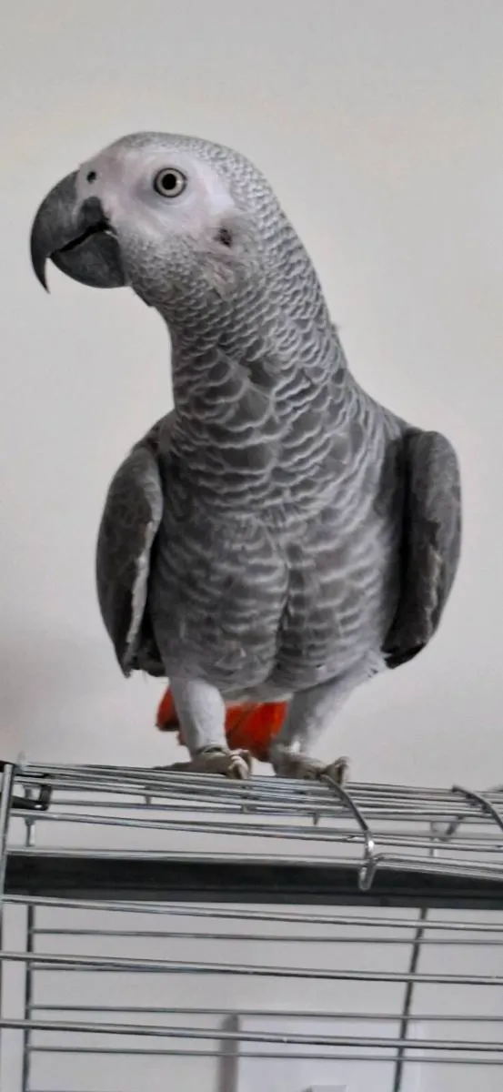 African gray parrot and cage - Image 3