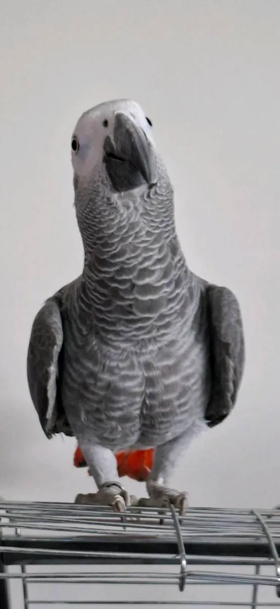 African gray parrot and cage - Image 2