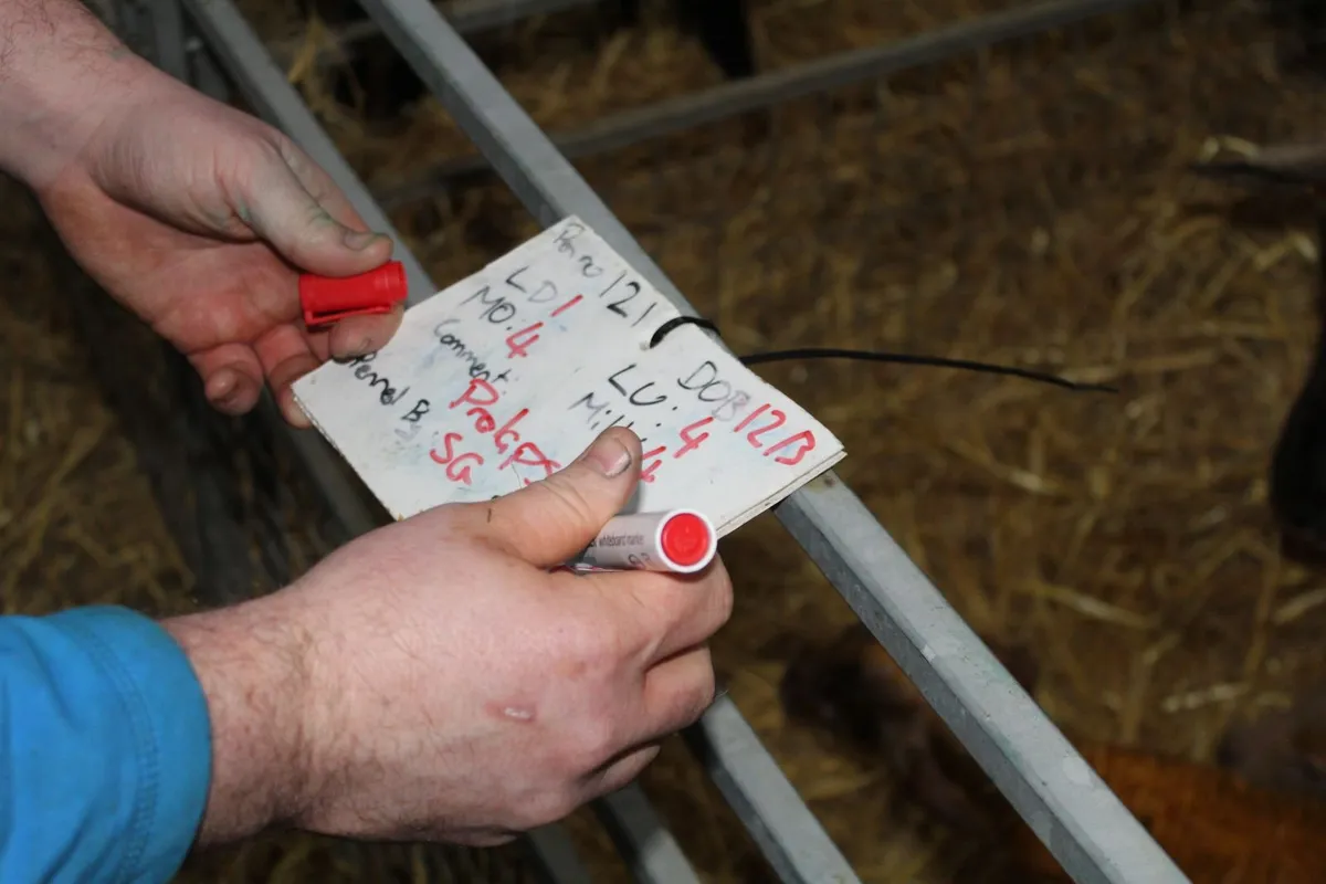 Lambing work - Image 4