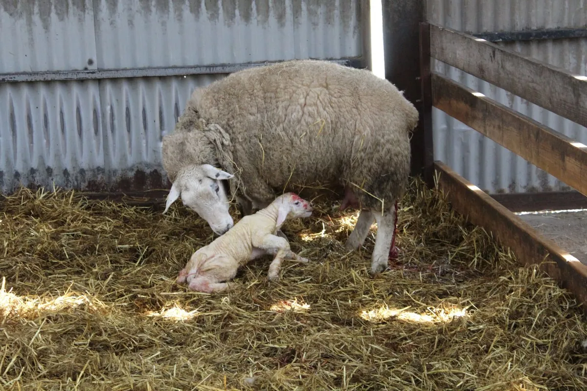 Lambing work - Image 1