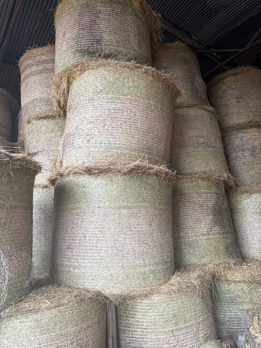 Round bales of hay