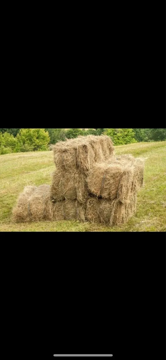 Square bales - Image 1