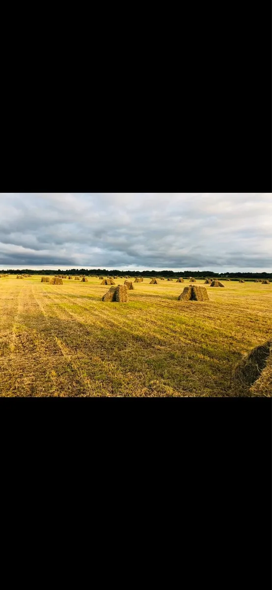 Square bales - Image 2