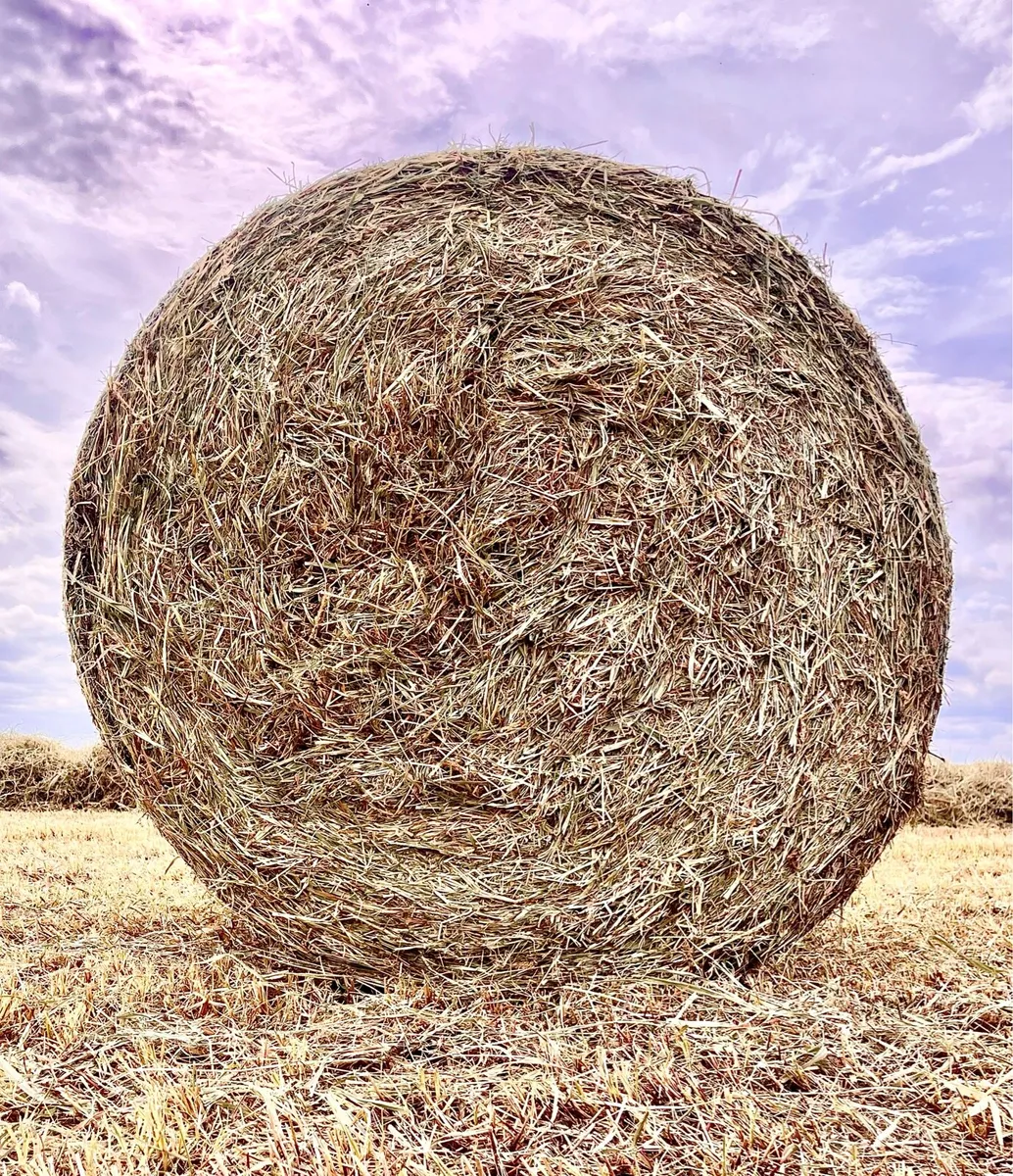 Square bales - Image 3