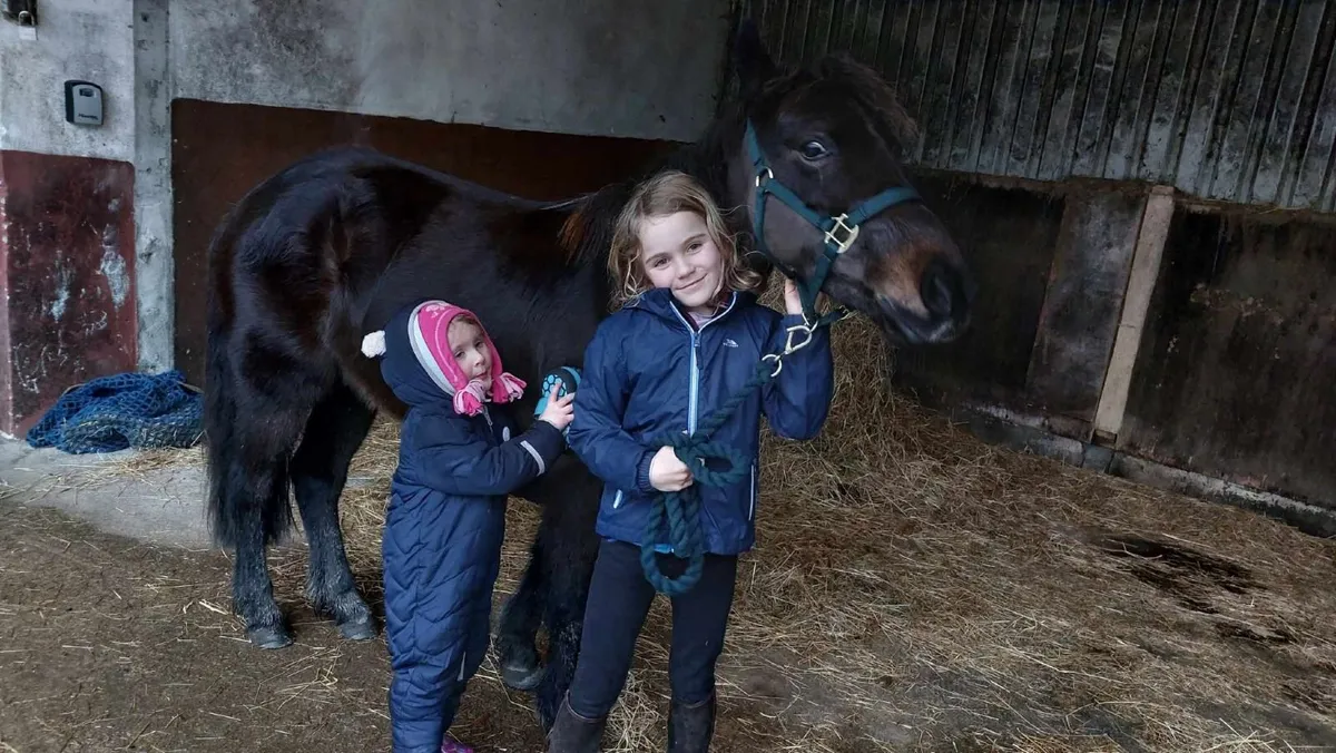 Project Pony | Lots of Potential for Strong Rider - Image 2