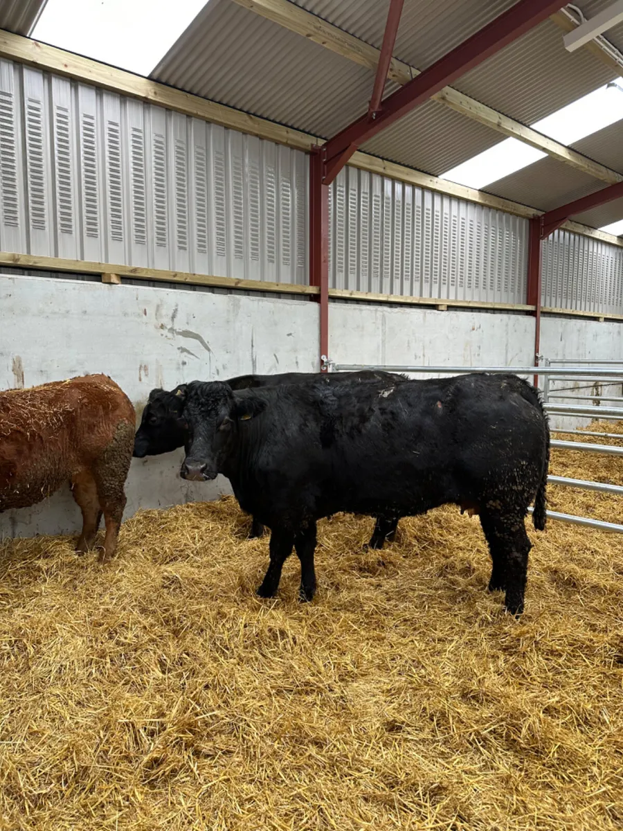 Lim springers - Image 1