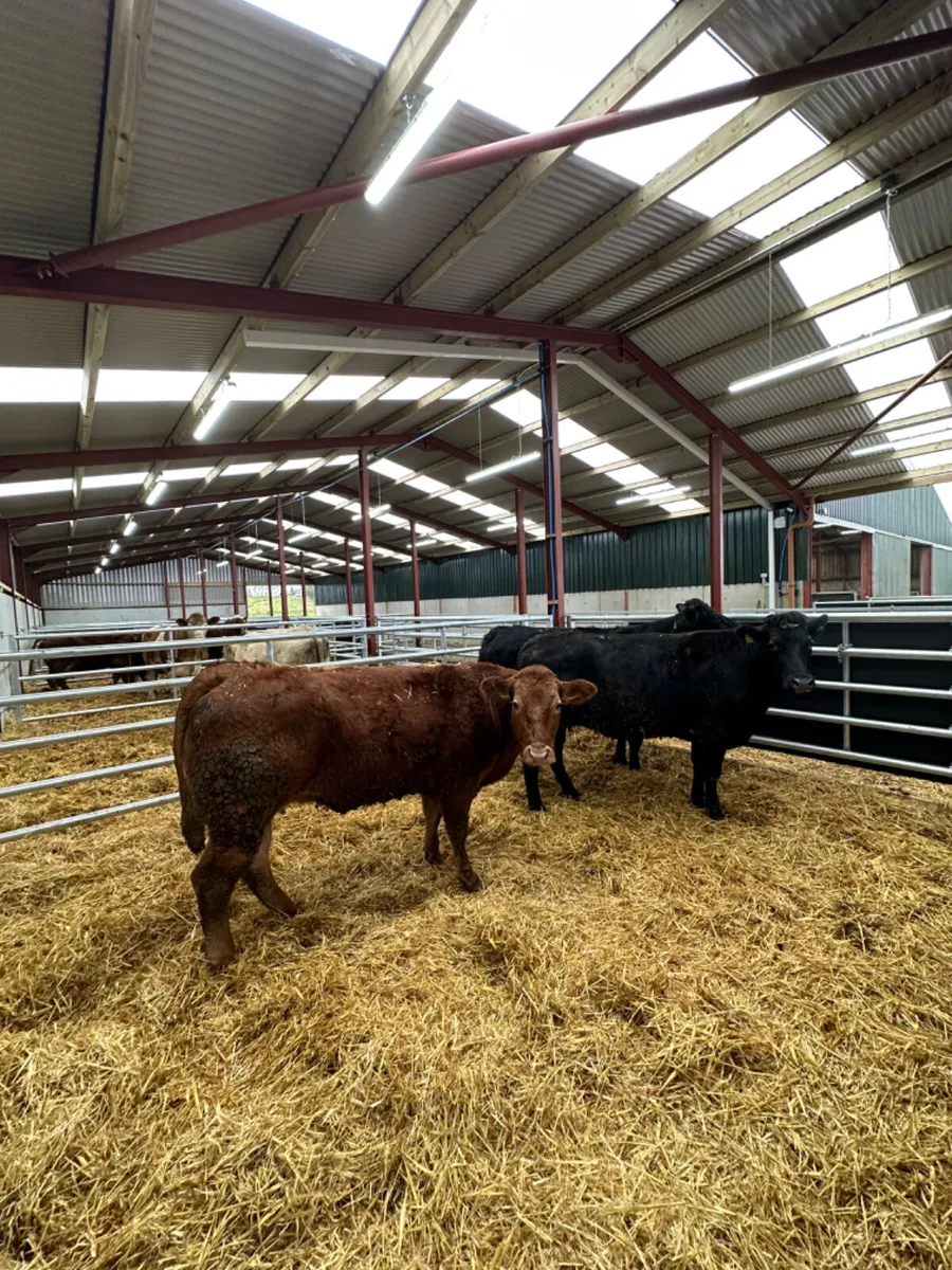 Lim springers - Image 4