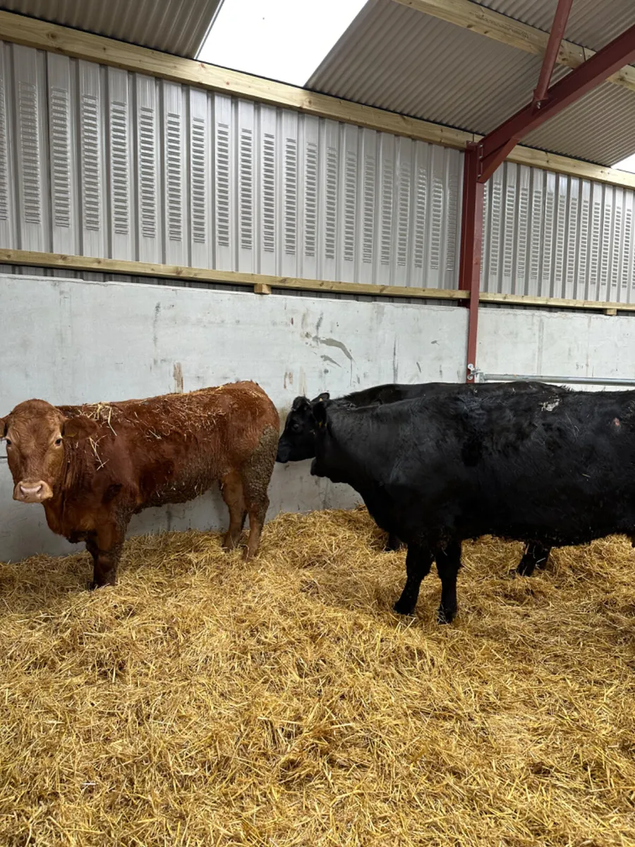 Lim springers - Image 2