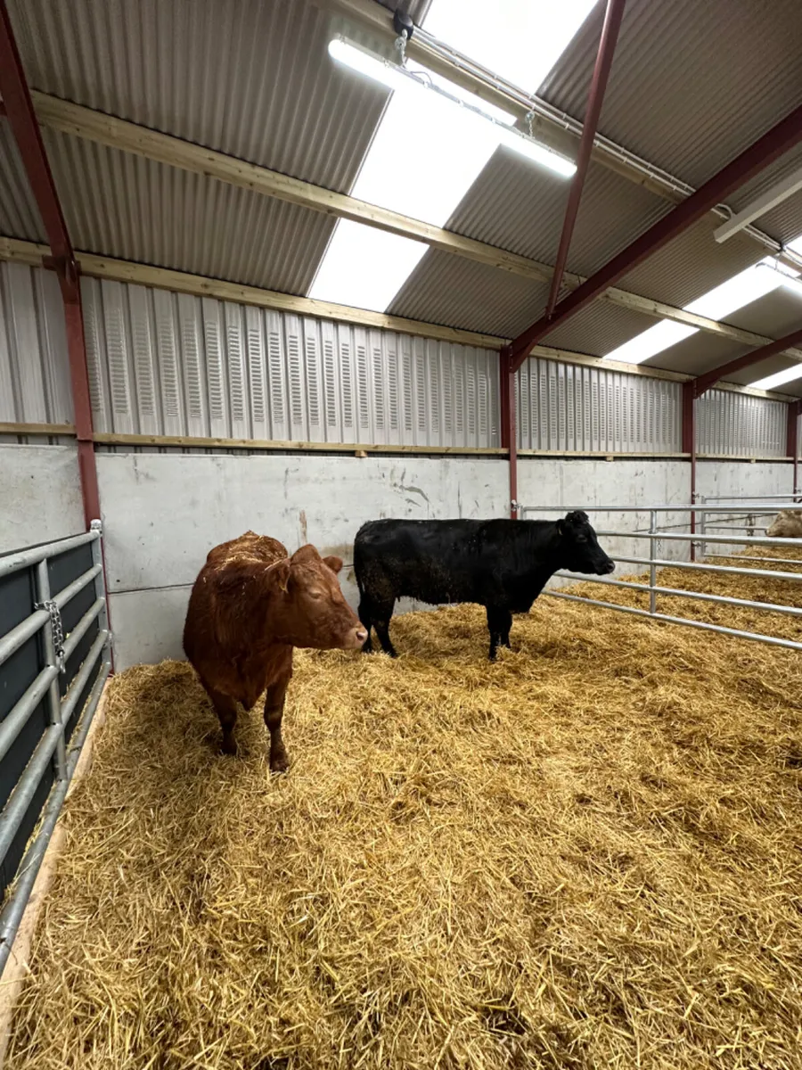 Lim springers - Image 3