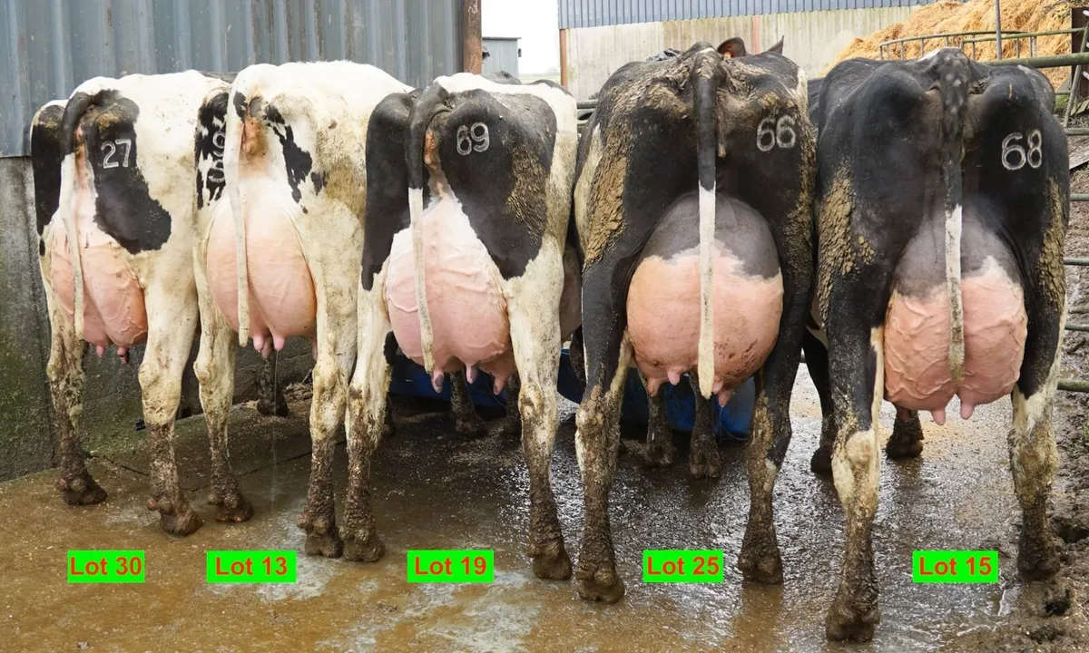 Co.Kerry-GREENLAWN SALE-This Saturday 28th FEB - Image 1