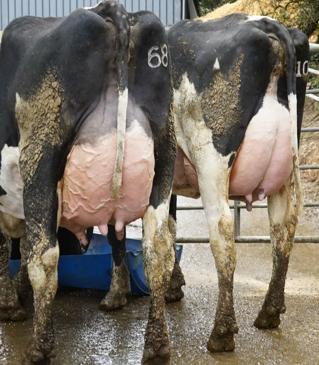 Co.Kerry-GREENLAWN SALE-This Saturday 28th FEB - Image 3