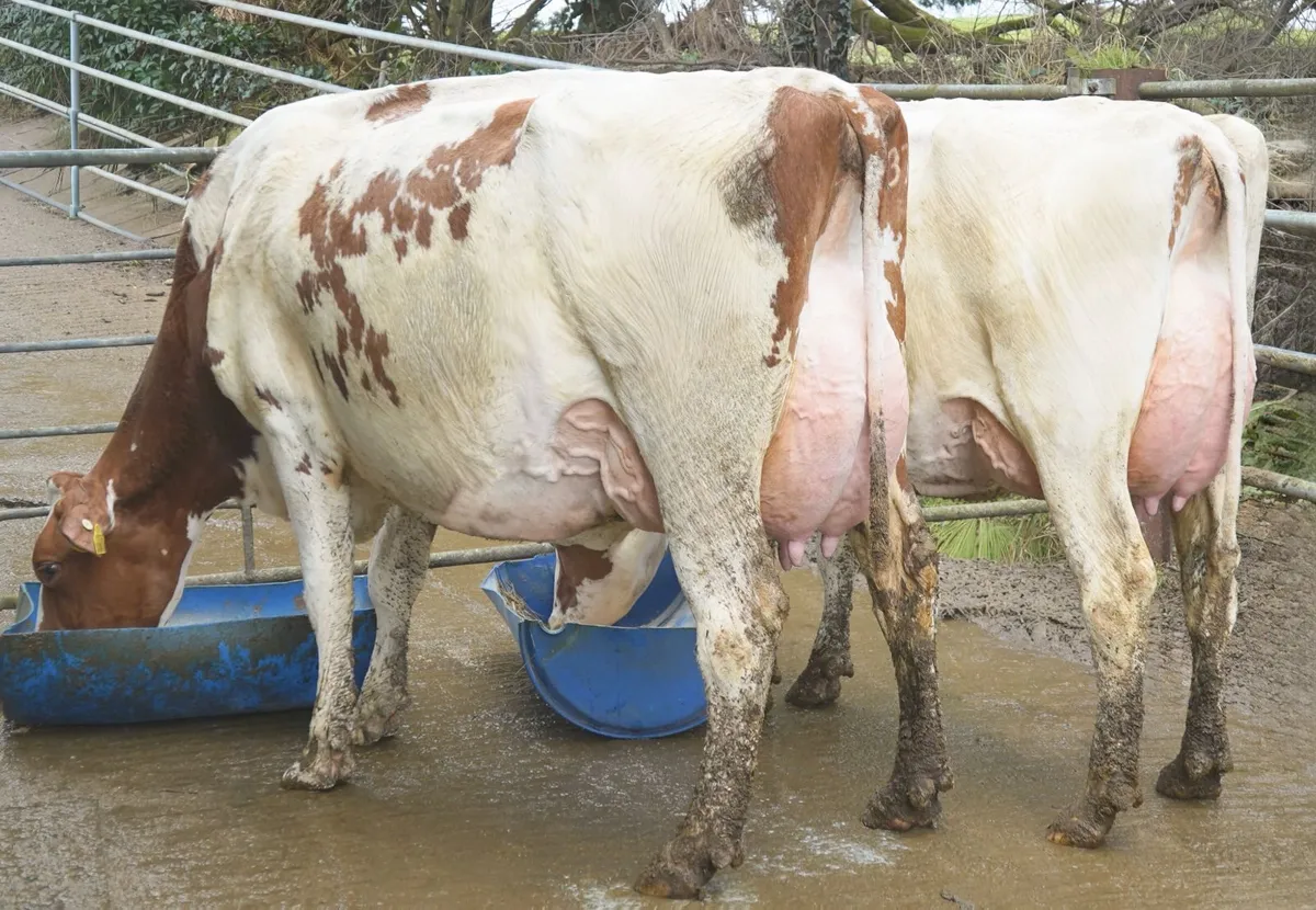 Co.Kerry-GREENLAWN SALE-This Saturday 28th FEB - Image 4