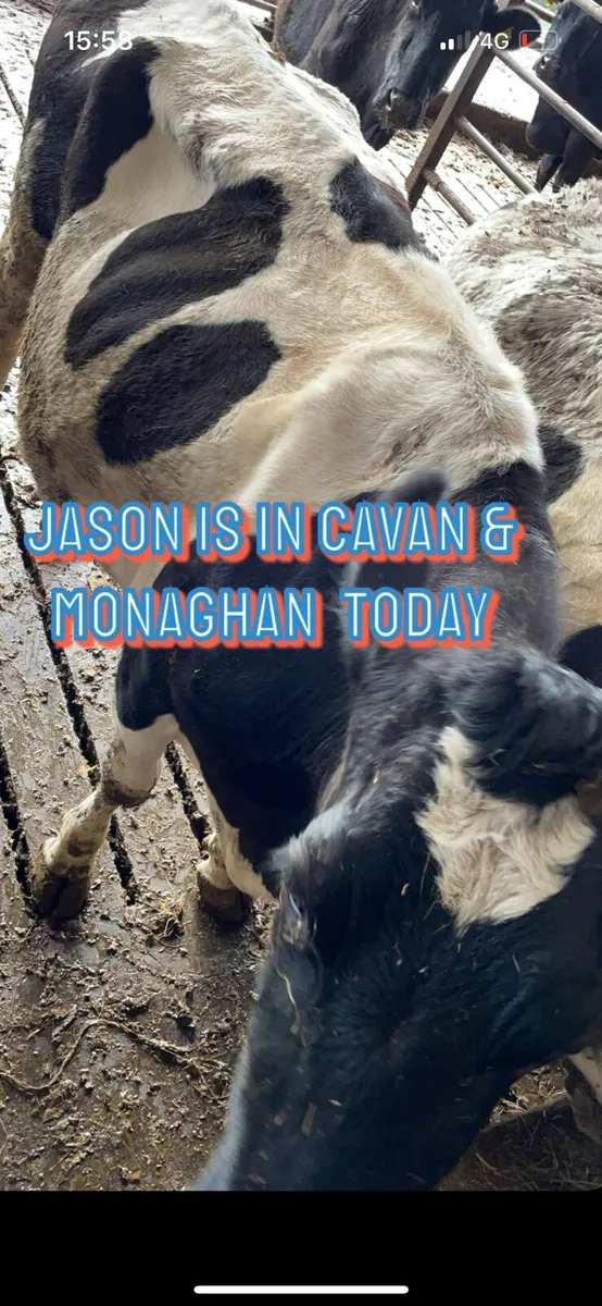 We buy all types of cattle