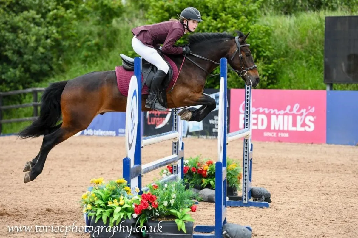 Penpont Tommy 138cm, grade A, Showjumping Star - Image 1