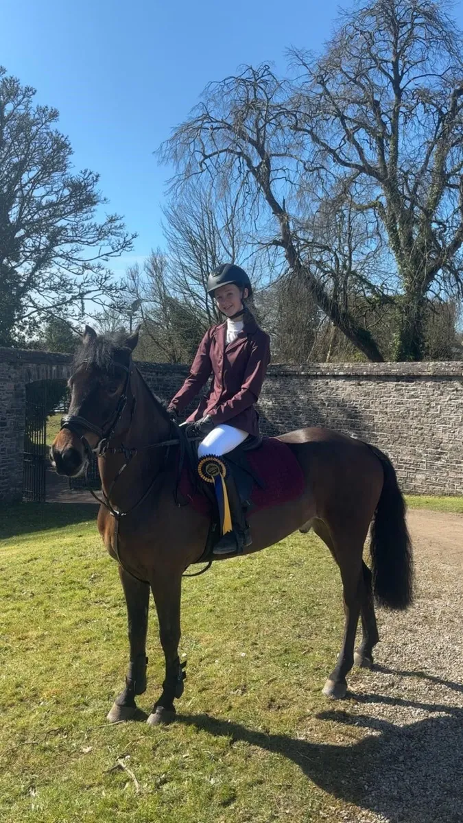 Penpont Tommy 138cm, grade A, Showjumping Star - Image 3