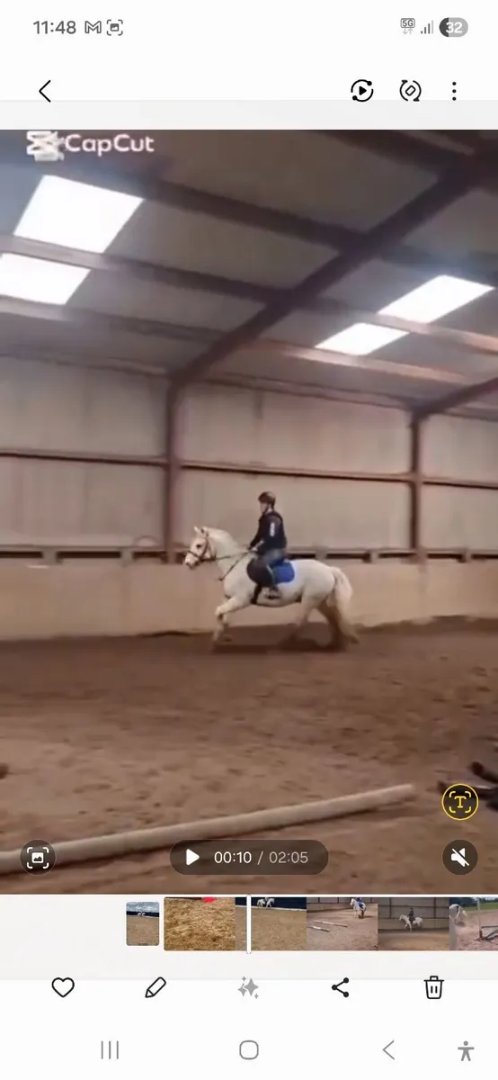 Connemara pony - Image 2