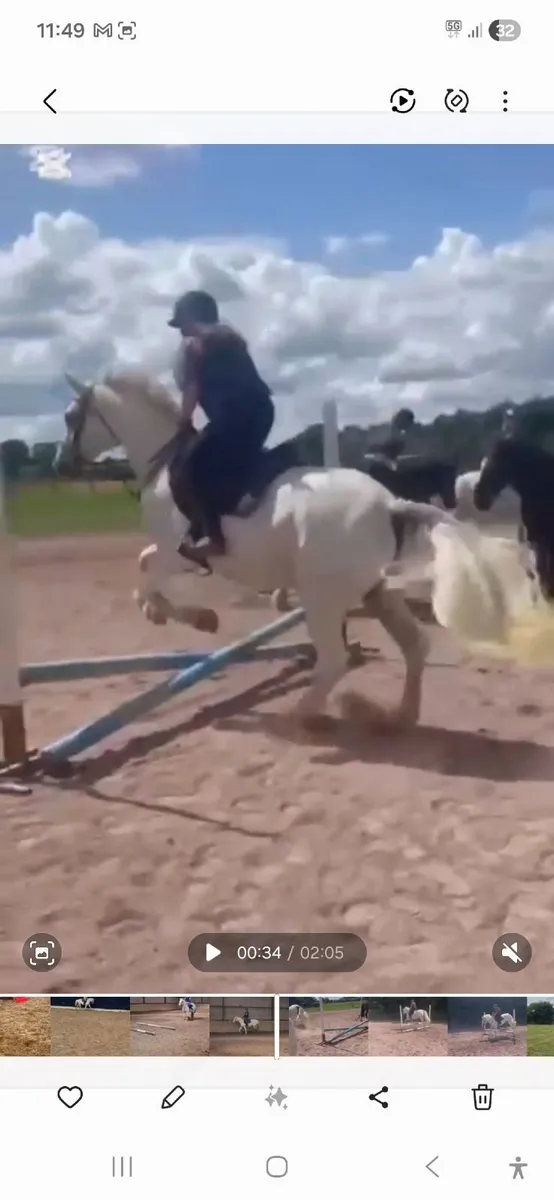 Connemara pony - Image 3