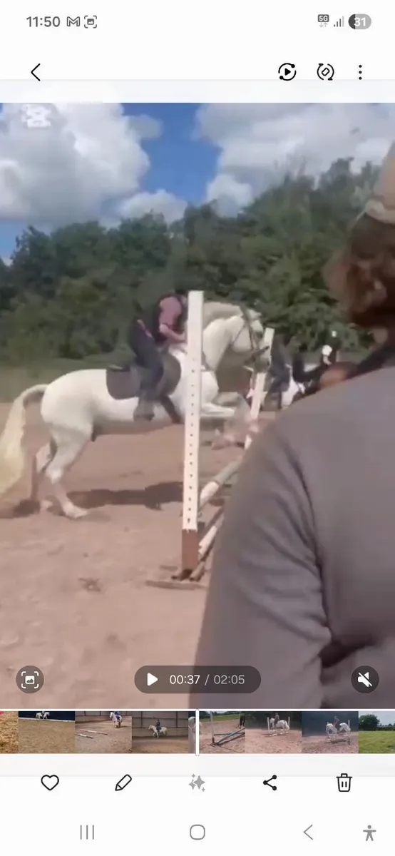 Connemara pony - Image 4