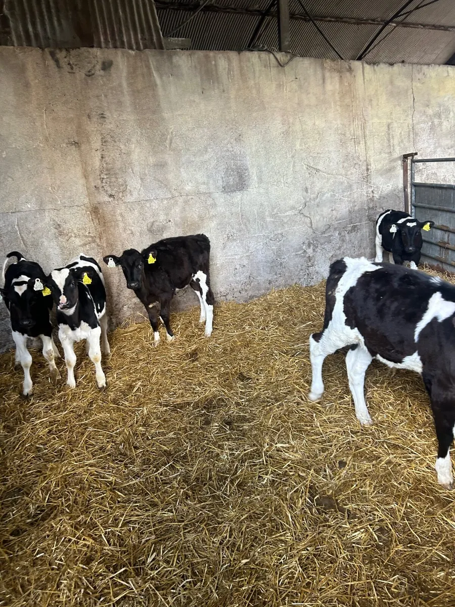 Friesan weaned Bulls and heifers Calves for sale - Image 1