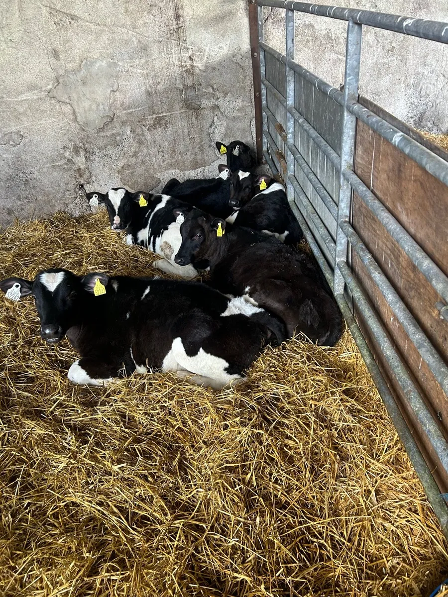 Friesan weaned Bulls and heifers Calves for sale - Image 3