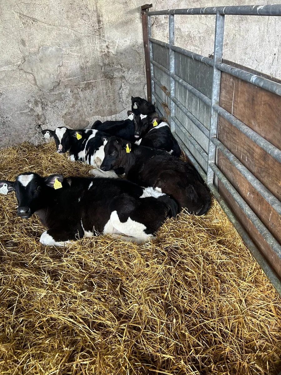Friesan weaned Bulls and heifers Calves for sale - Image 2