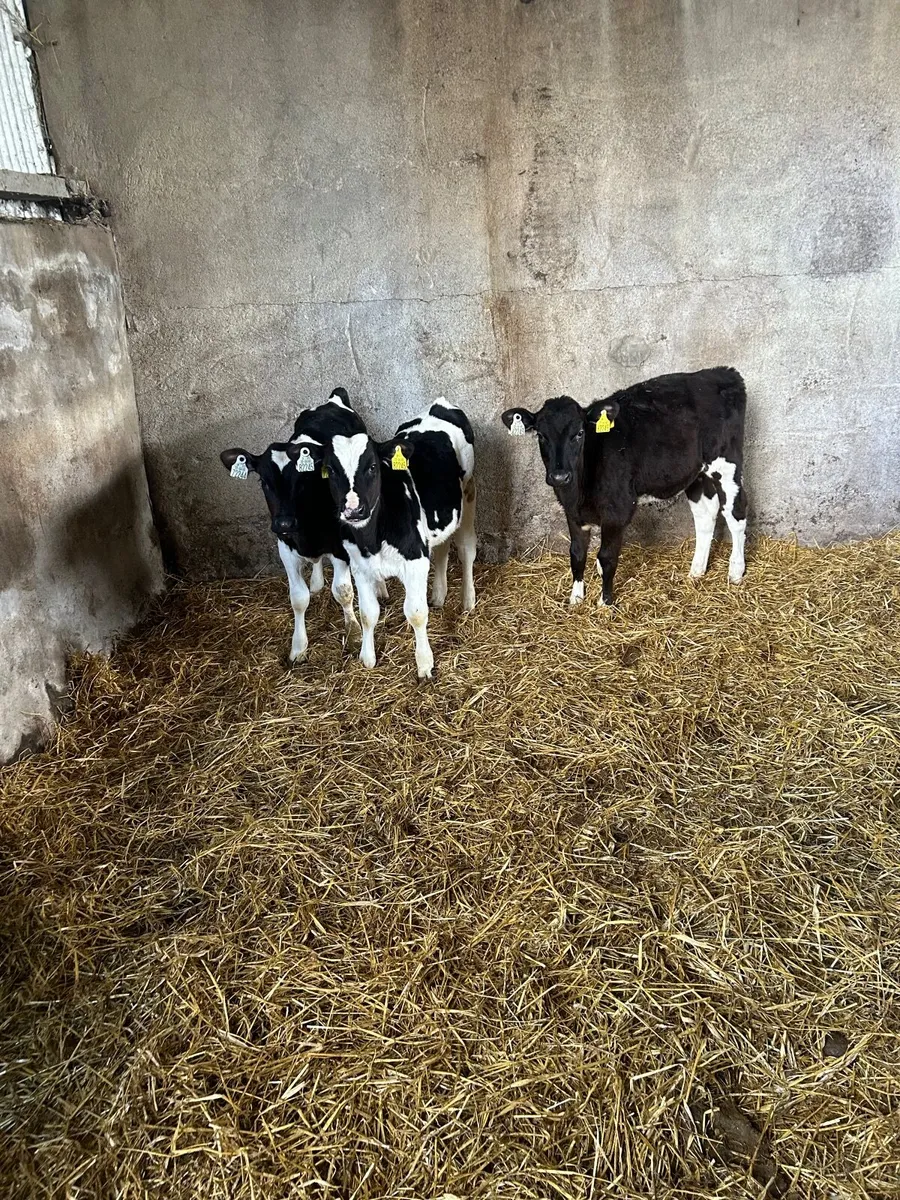 Friesan weaned Bulls and heifers Calves for sale - Image 4