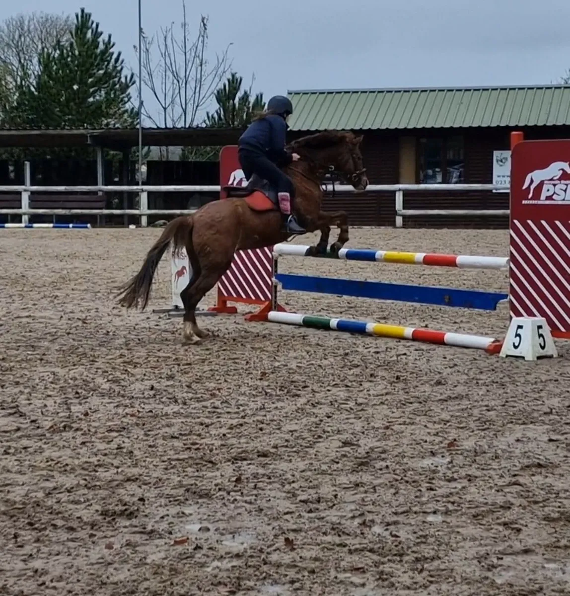 128cm Grade B -Cavan Sales Thursday 26th February - Image 3