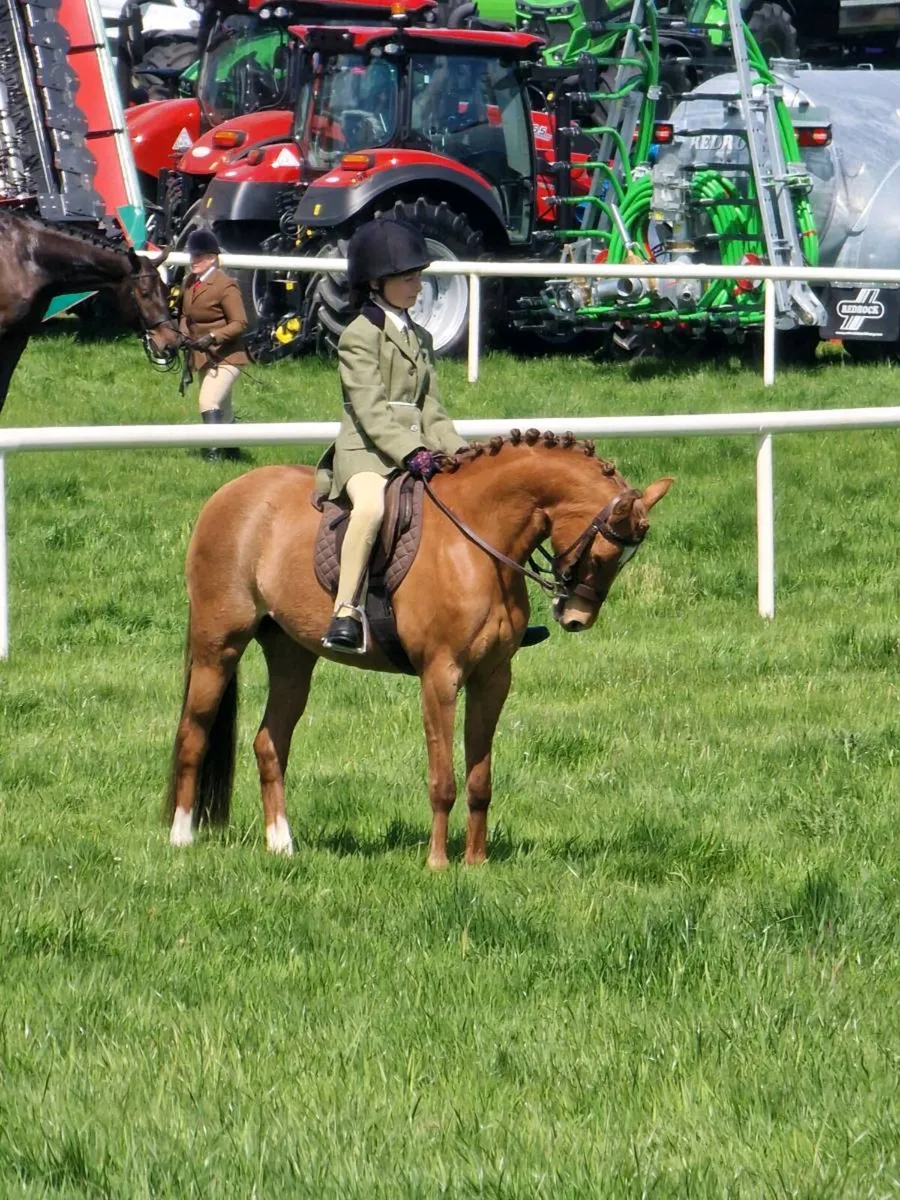 128cm Grade B -Cavan Sales Thursday 26th February - Image 4