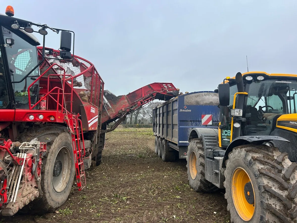 Washed beet - Image 1