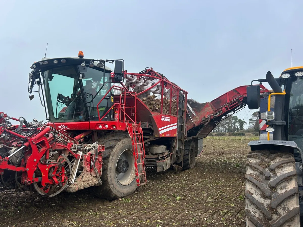 Washed beet - Image 2