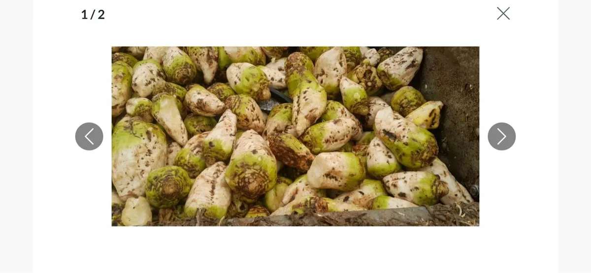 Washed beet - Image 3