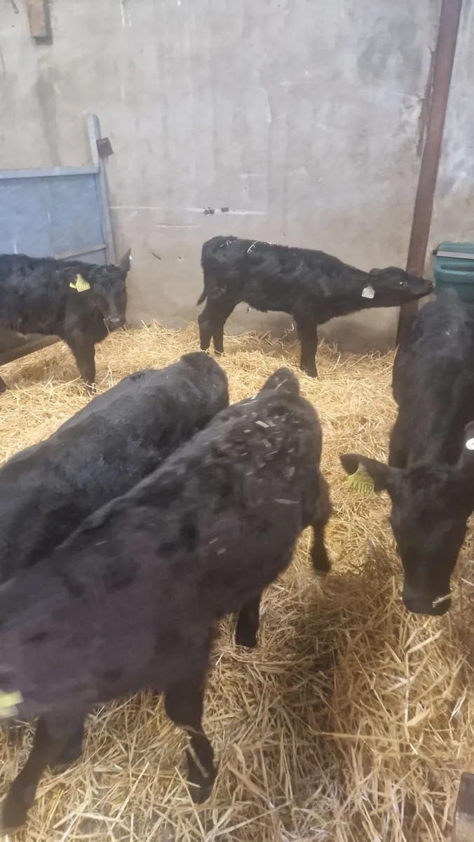 calves for sale - Image 4