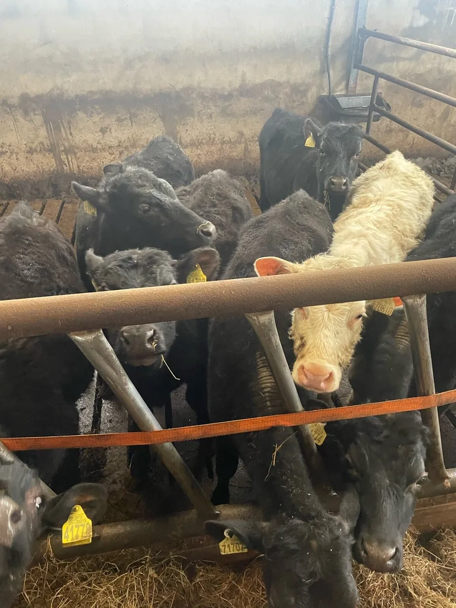 Weanling heifers - Image 1