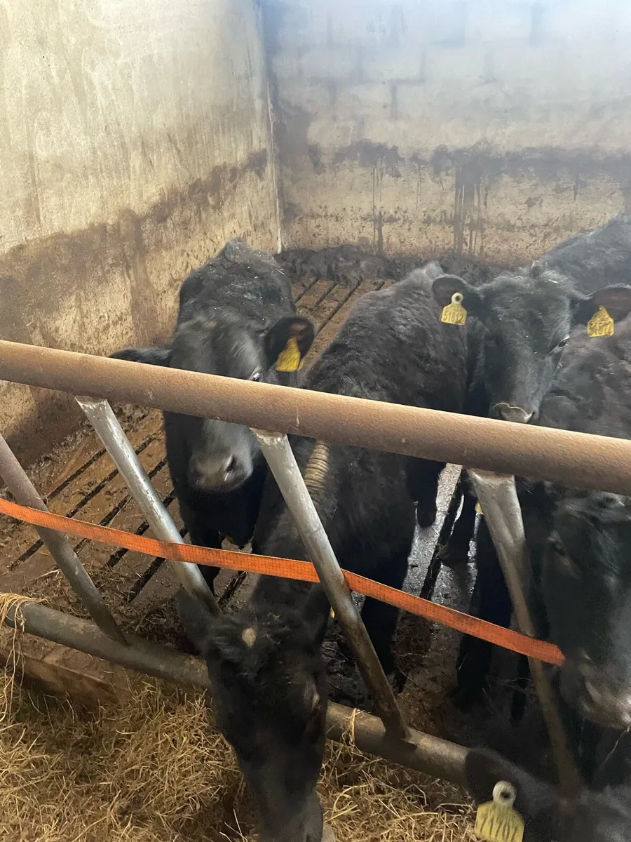 Weanling heifers - Image 2
