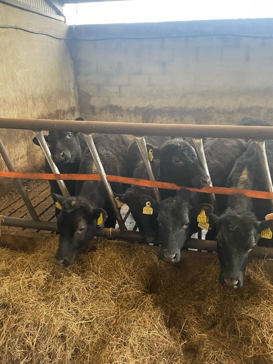 Weanling heifers - Image 4