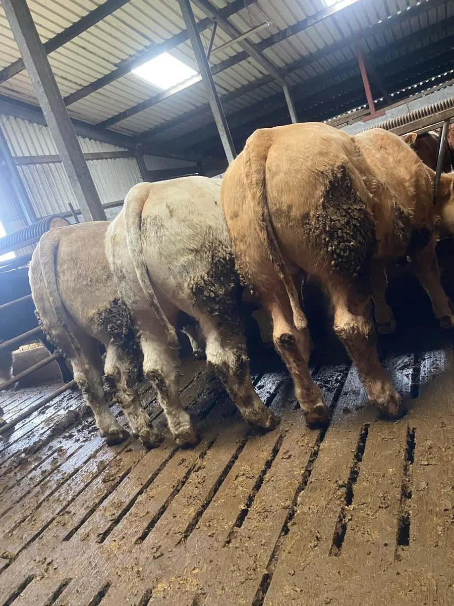 Bullocks for Ballina mart tomorrow - Image 1