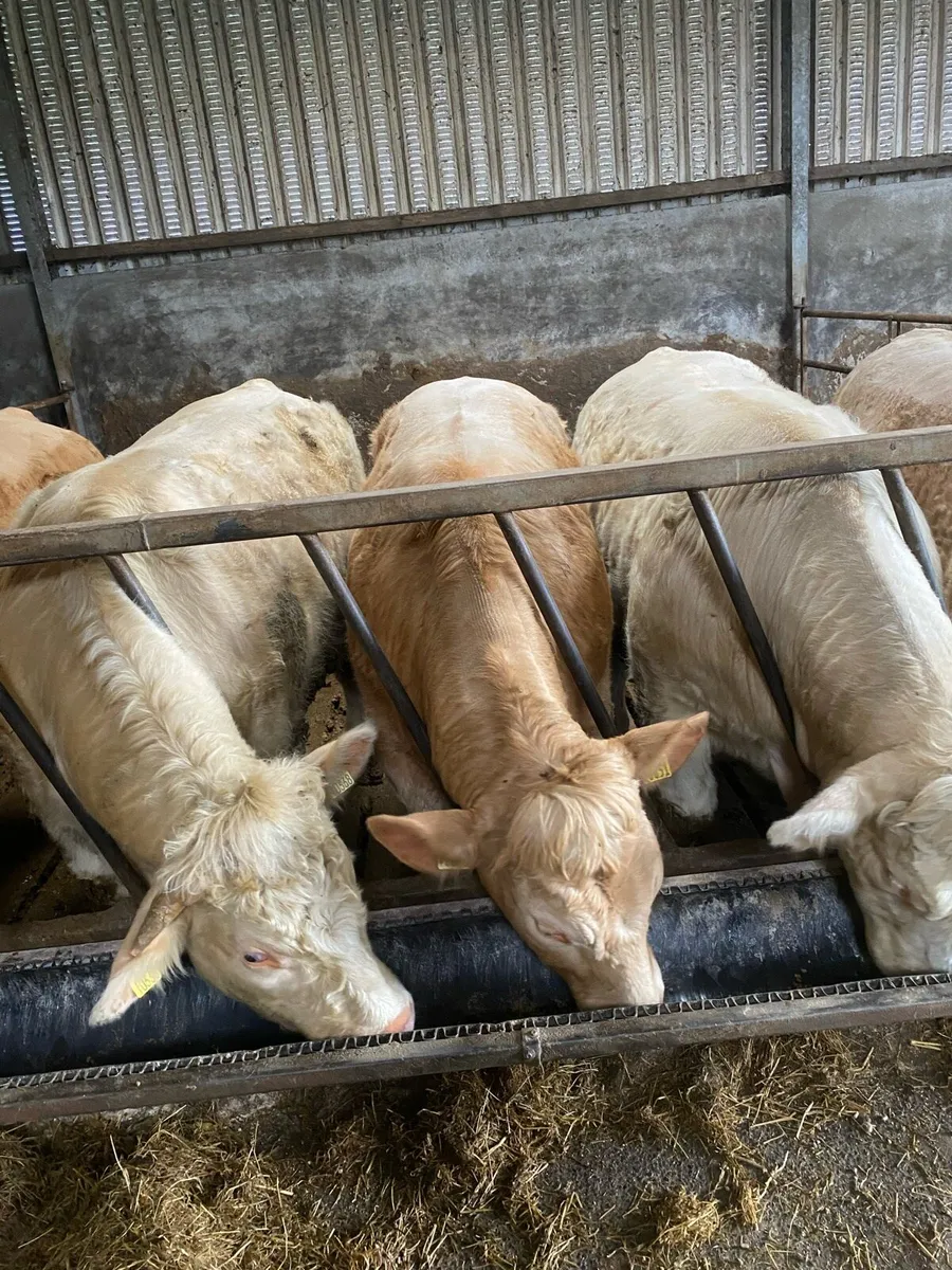 Bullocks for Ballina mart tomorrow - Image 3